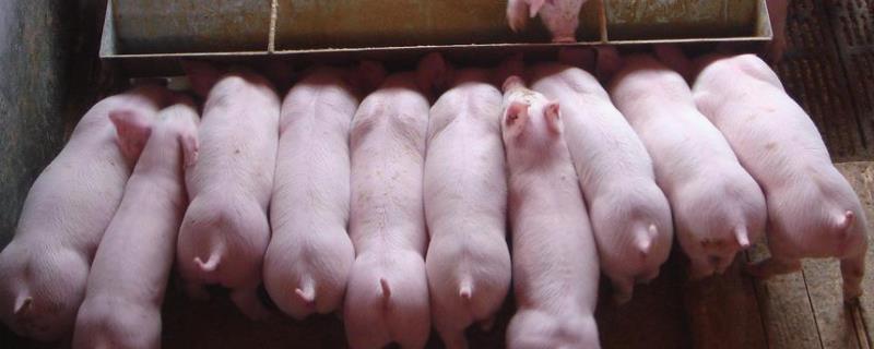 育肥猪饲养管理技术要点,育肥猪突然后腿站不起来