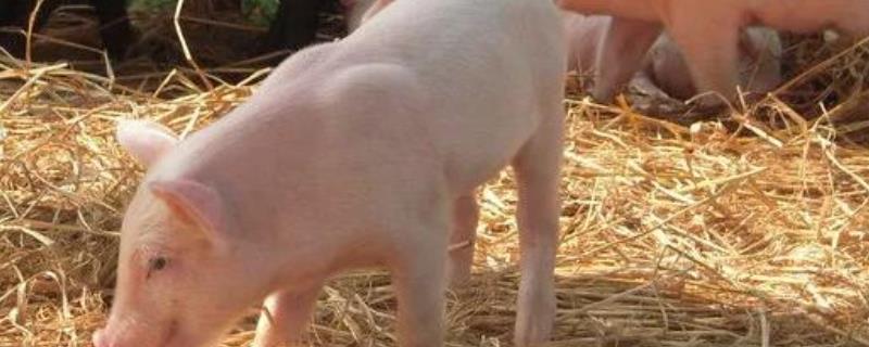 母猪配种后怎样喂料才能提高受孕,母猪产后10天不吃食怎么办