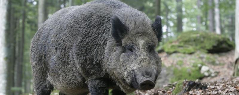野猪祸害庄稼怎么办,怎么抓野猪