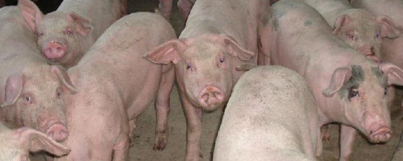 母猪吃生鸡蛋的危害，母猪尿黄是什么原因导致的