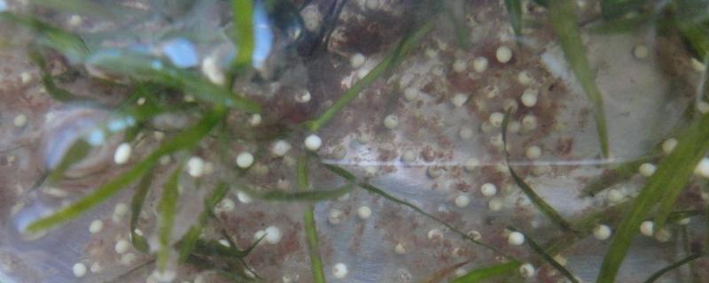 青蛙卵怎么养活,和蟾蜍卵怎么区分