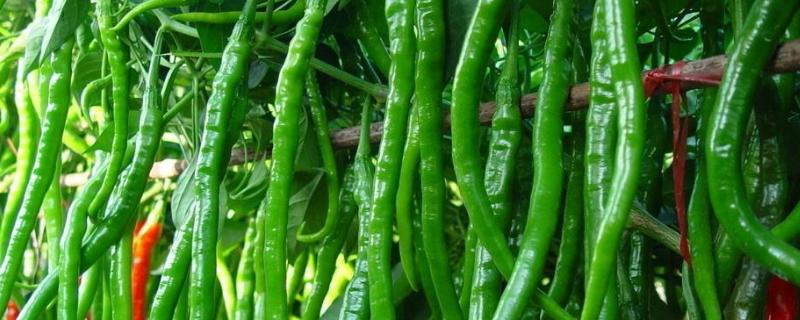 辣椒起垄有几种方式,附辣椒种植方法