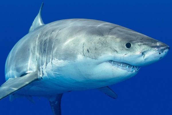 常见的海鱼有哪些,附图片和品种