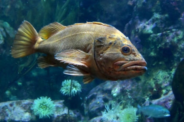 常见的海鱼有哪些,附图片和品种