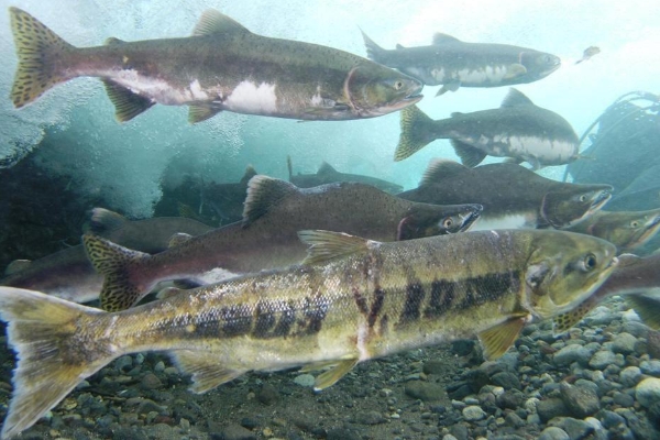 常见的海鱼有哪些,附图片和品种