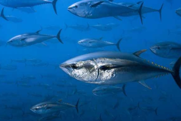 常见的海鱼有哪些,附图片和品种