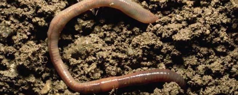 什么土质蚯蚓最多,蚯蚓越多代表土质越好吗