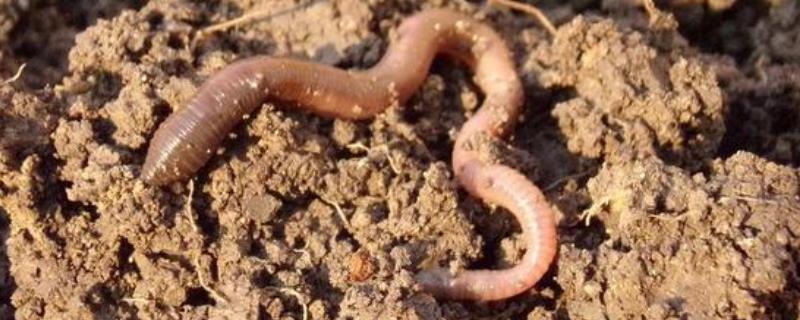 一条蚯蚓一年能繁殖多少条,繁殖方式是什么