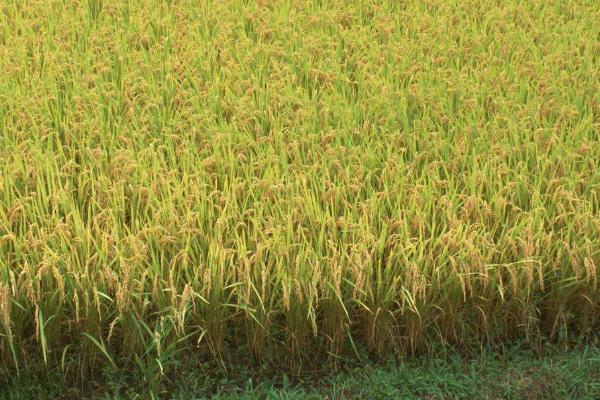 抗倒伏高产水稻品种