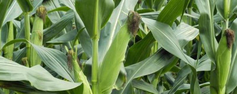 先玉1321玉米品种种植要求,附简介