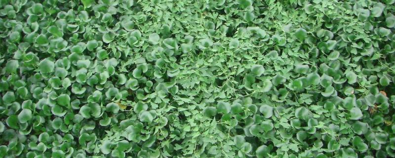 水葫芦的危害及治理措施,能不能和鱼一起养