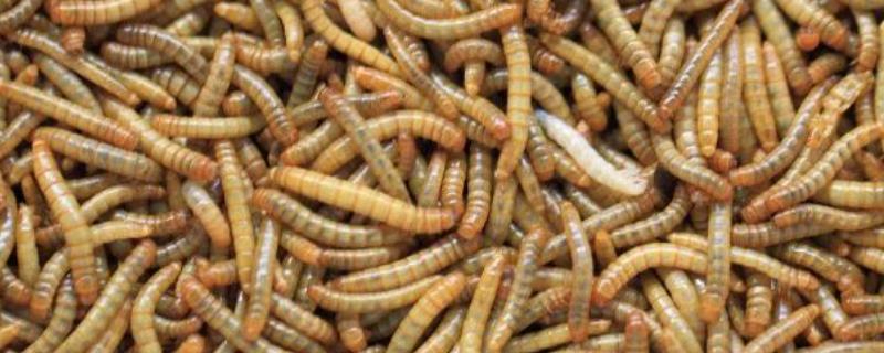 黄粉虫深加工以及销路,销售渠道有哪些