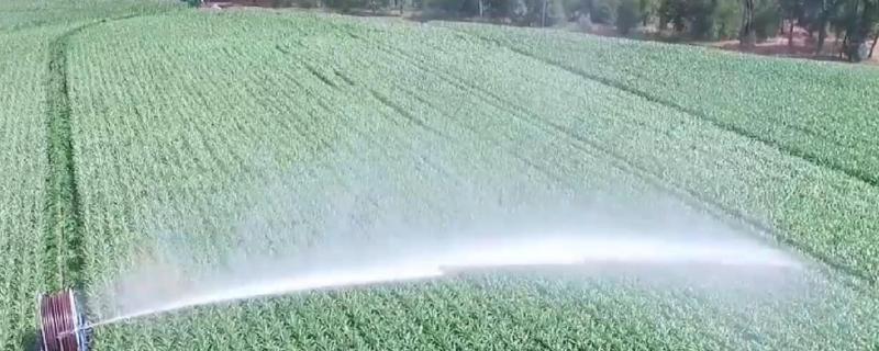 辛硫磷颗粒烧苗吗,主要杀什么虫