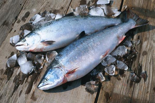 常见的海鱼有哪些,附图片和品种