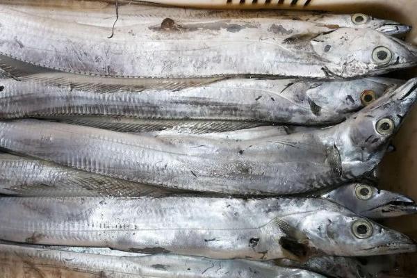 常见的海鱼有哪些,附图片和品种