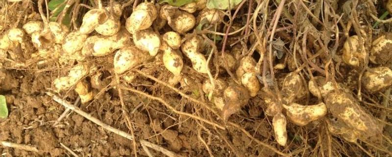 花生苗前封闭除草剂有哪些,打完就下雨有什么影响吗