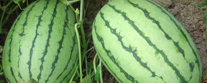 西瓜地除草剂用什么药,附注意事项