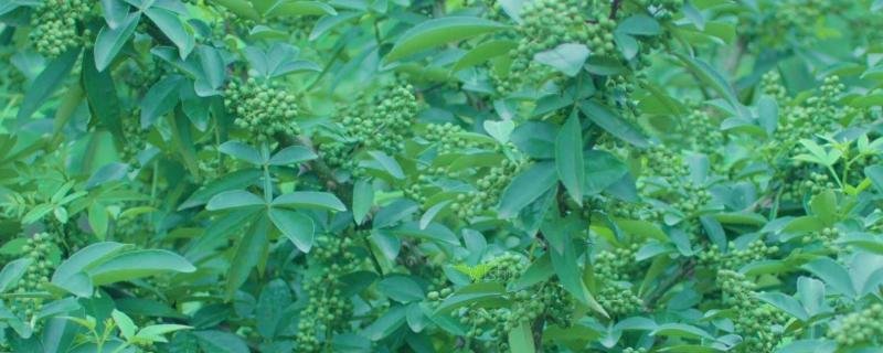 花椒树现在打什么农药,打了农药后三四天能吃吗