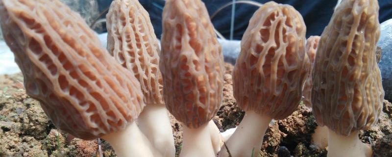 野生羊肚菌几月份生长出来,一般长在什么地方