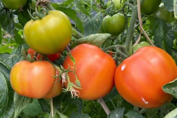 4月份露地种什么蔬菜