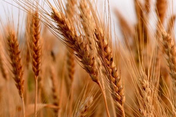 小麦四月份的管理方法