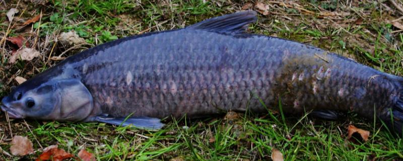 10斤青鱼一天吃多少田螺,青鱼养殖一般用什么饲料