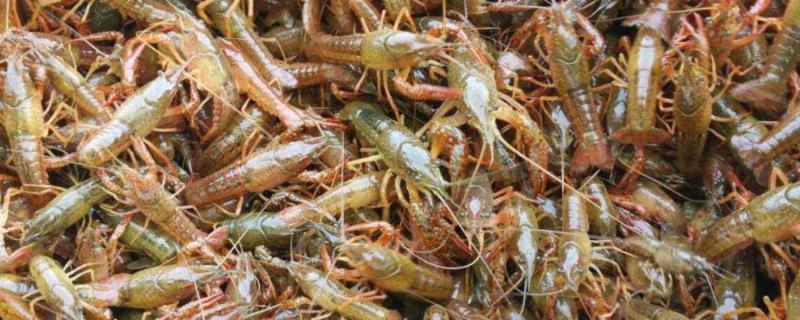 虾苗怎么培育出来的,什么时候放养合适