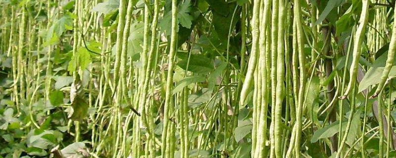 种豆角的方法和技术,种豆角几天能出苗