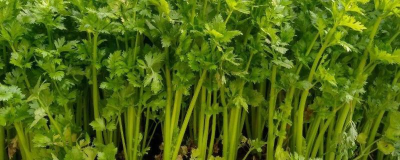 芹菜亩产量一般多少斤,附芹菜种植方法