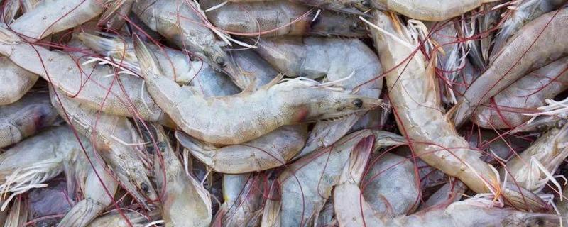 养南美白对虾调水秘诀,适宜水温是多少