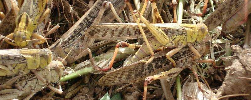 蝗灾属于农业病害吗,蝗灾的蝗虫可以吃吗
