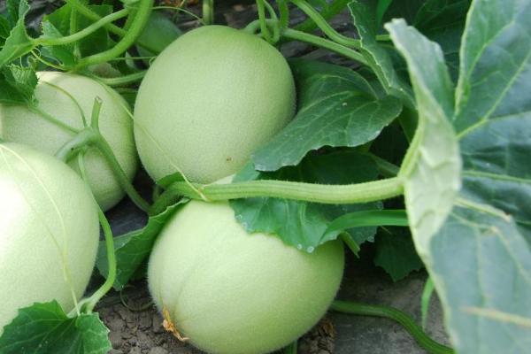 露地甜瓜种植技术与管理,甜瓜移栽后的管理技术