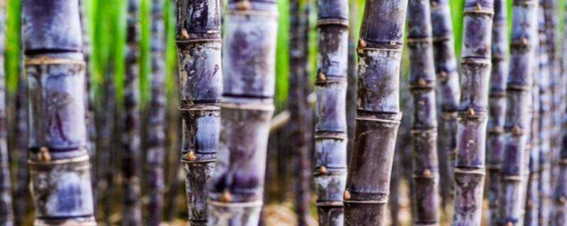 甘蔗钻心虫用什么农药比较特效,附防治的最佳时间