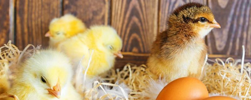 小鸡吃什么饲料长得快，饲料配方有哪些