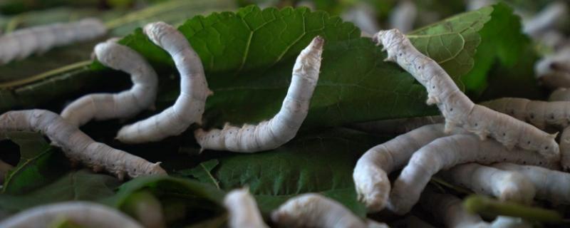 小蚕多久可以长大,没有桑叶吃可以吃什么