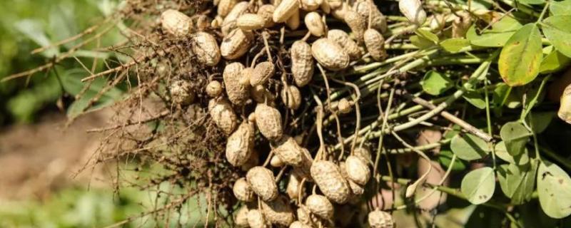 花生种植行距和株距,种植后几天可以浇水