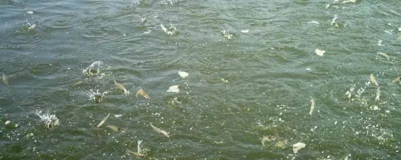 水产用阿维菌素使用禁忌,用多了会有什么影响