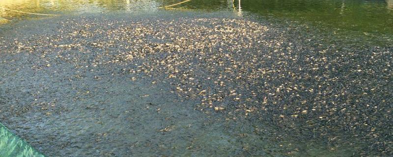 水产养殖使用乳酸菌要注意,阴雨天能用吗