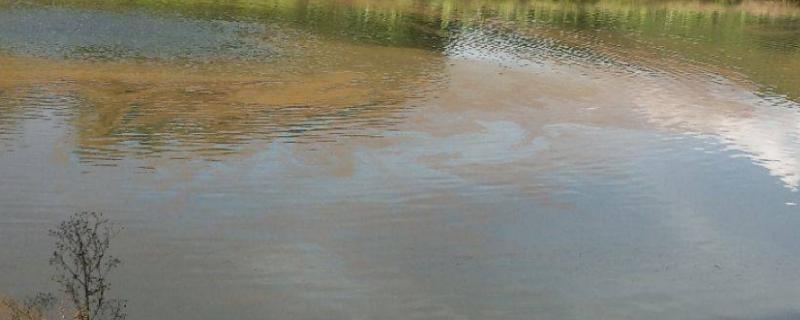 水产用乳酸菌正确发酵方法,是白天用还是晚上用效果好