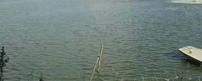 水产乳酸菌多久用一次,什么时间用效果好