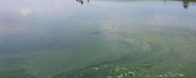 水产碘消毒多久后补菌,效果可以持续多久