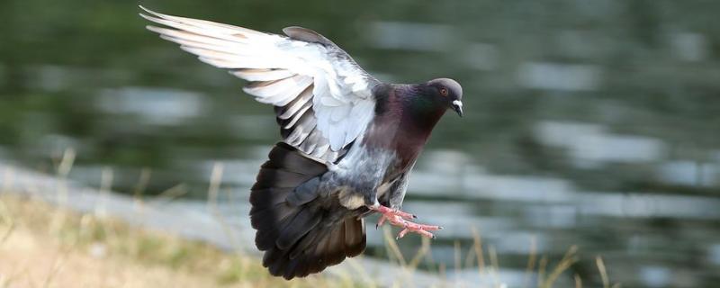 孵化鸽子的温度及湿度,孵化鸽子多少天出壳