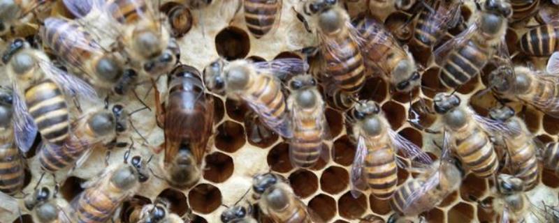 中蜂仓王和阿坝王的区别,中蜂仓王是怎么育出来的