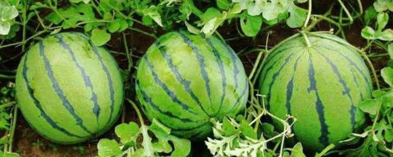 西瓜根部腐烂怎么办，是什么原因引起的