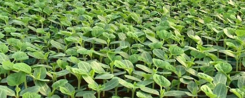 西瓜育苗几天出苗正常,什么时候育苗合适