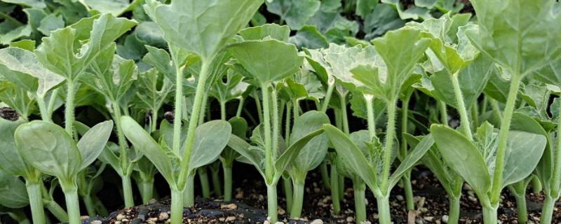 西瓜移栽栽深还是栽浅,移栽后什么时候浇水