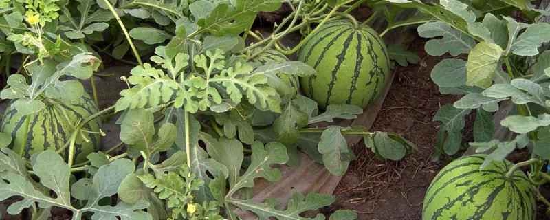 露天西瓜一亩地种多少棵,露天西瓜需要人工授粉吗