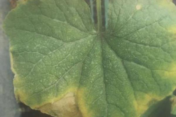 黄瓜病虫害,如何防治