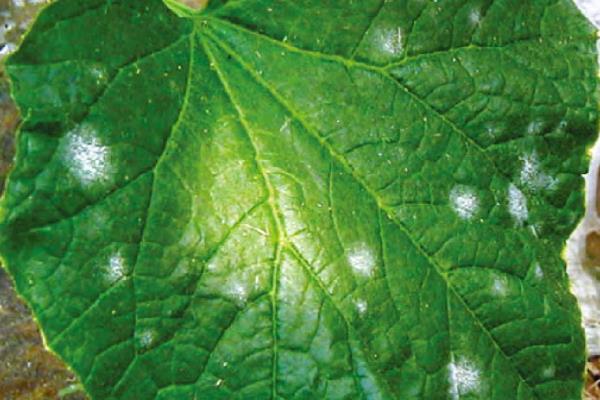 黄瓜病虫害,如何防治