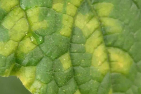 黄瓜病虫害,如何防治